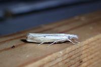 Agriphila inquinatella