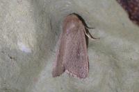 Mythimna sicula