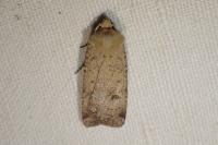 Agrotis trux