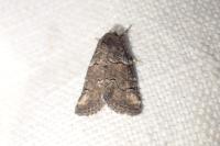 Bryophila ravula/vandalusiae