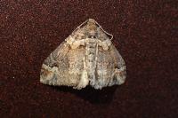 Catarhoe basochesiata