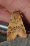 Cirrhia gilvago