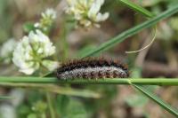 Spiris striata