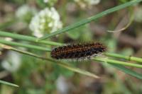 Spiris striata