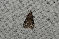 Eudonia delunella
