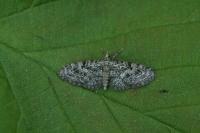 Eupithecia dodoneata