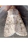 Aporophyla canescens