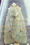 Xestia castanea
