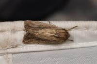 Leucania putrescens