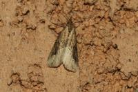 Schrankia costaestrigalis