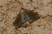 Parapoynx stratiotata