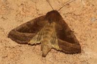 Hydraecia micacea