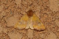 Atethmia centrago