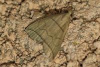 Herminia grisealis