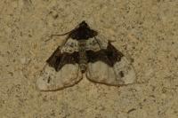 Cosmorhoe ocellata