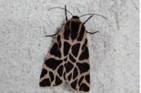 Cymbalophora pudica