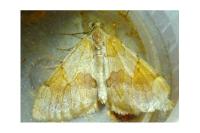 Pennithera firmata firmata