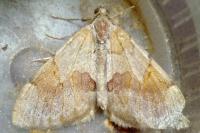 Pennithera firmata firmata