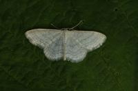 Idaea subsericeata