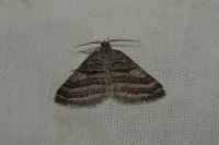 Scotopteryx coarctaria