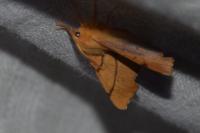 Ennomos erosaria