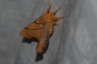 Ennomos erosaria