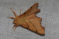 Ennomos erosaria