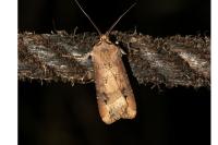 Agrotis ipsilon