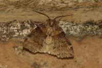 Cymatophorina diluta