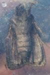 Amphipyra livida