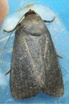 Amphipyra livida