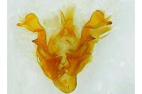 Oligia latruncula