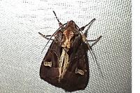 Trigonophora flammea