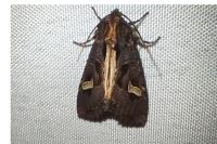 Trigonophora flammea
