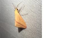 Rhodometra sacraria