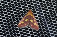 Pyrausta purpuralis