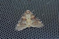 Cymatophorina diluta