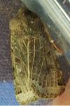 Anchoscelis lunosa