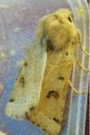 Anchoscelis lunosa