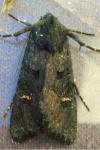 Aporophyla nigra