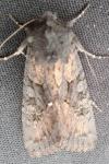 Luperina testacea