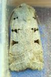 Eugnorisma glareosa