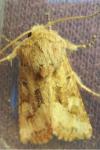 Luperina dumerilii