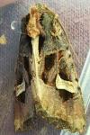 Trigonophora flammea