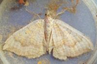 Camptogramma bilineata