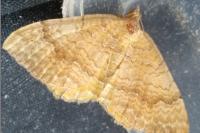 Camptogramma bilineata