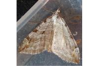 Aplocera plagiata