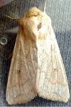 Mythimna vitellina