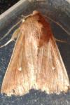 Mythimna albipuncta