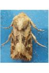 Luperina dumerilii